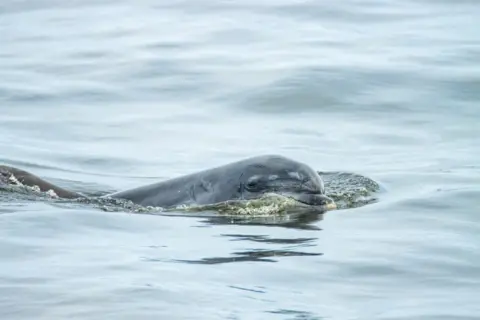 Steven Neish A dolphin swimming. 