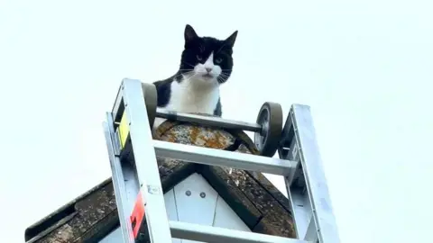 Black and white car looks down from the roof of a house. There is a rescue ladder perched against the roof.