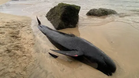 Dan Jarvis/BDMLR A picture of the stranded whale. It's a dark black colour with what looks like a few cut marks on its fins. Its on a sandy beach in a little bit of water with two large rocks behind it.