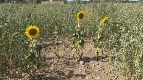 A row of four sunflowers, surrounded by green plants and there is an open and dry patch of mud in the middle.