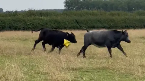 Lisa Blackman Stacey the cow running with the balloon in its mouth behind another black cow