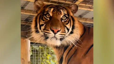 A two-year-old Sumatran tiger looking towards the camera. He is in an enclosure and has yellow, brown and black striped fur. 