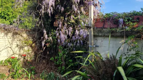 Mary Andrews A small white brick built shelter is covered with purple shrubbery in a back garden.