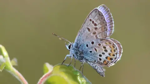 Getty Images A close-up of a silver-studded blue butterfly, perched on a green leaf. It is a blue and grey colour with a faint orange tinge.