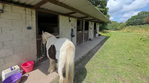 A white horse, named Ghost, stands in one of the stable entrances which belong to David Potts. The horse is taking shade on what is a hot sunny day.