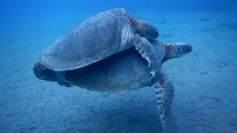 Two mating sea turtles underwater close to the sandy sea bottom. A smaller turtle is mounting a slightly larger one and resting on its back.