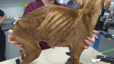 A very thin tan coloured Staffordshire terrier with exposed ribs stands on a vet tableth 