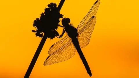 Andrew Fusek Peters  Dragonfly with orange background