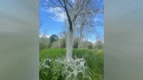 trees with webs