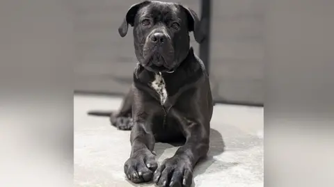 Black Cane Corso dog with a touch of white on her chest lying down staring at the lens. 