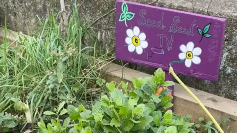 Nabiha Ahmed A purple sign reads "Seed Seed TV". It is sat in a plant box with various types of green foliage.