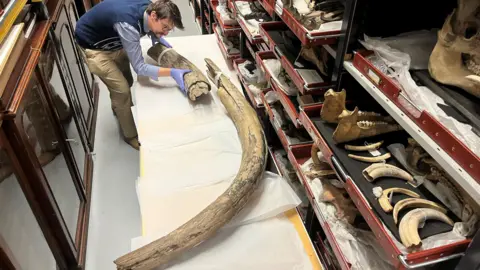 Leeds Museums and Galleries Jed Atkinson, who is wearing a blue jumper and cream trousers, holds one of the two pieces of mammoth tusk in a storeroom housing a number of other artefacts, including fragments of animal bones.
