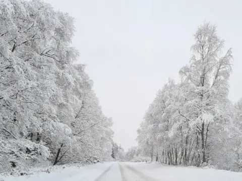 Mark Buraffati A road covered with snow. Trees line either side of the road, covered in snow and frost.