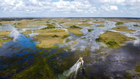 A view of the Everglades with a motor boat travelling through the wetland