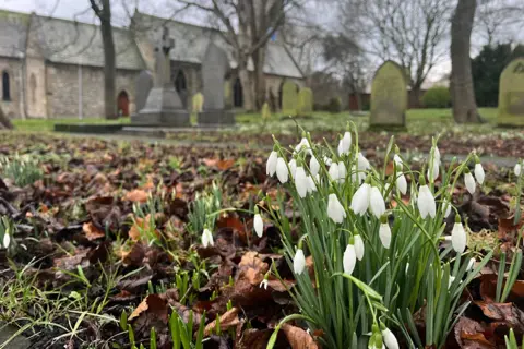 BBC weather watchers / Slim Uncle Tim There is a bunch of white bell-shaped snowdrops growing out the ground which is covered in brown leaves in the foreground. There is a graveyard and church building in the background, but they are out of focus.