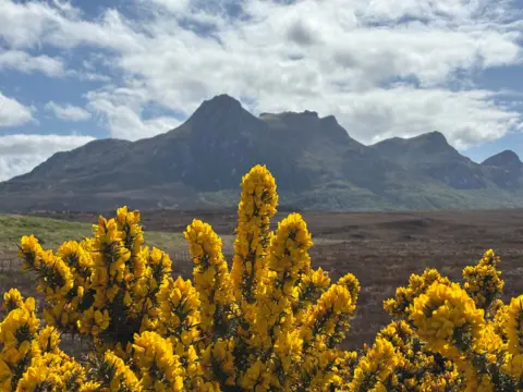 Viktoria Wilson Yellow gorse in the foreground with a mountain in the background