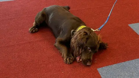 A brown working cocker spaniel lies on the carpet, playing with his ball.