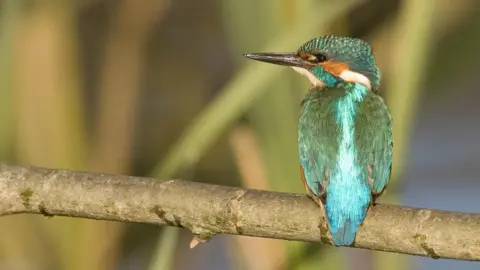 A kingfisher - with shiny turquoise feathers and pointy beak - sits on a branch looking to the left