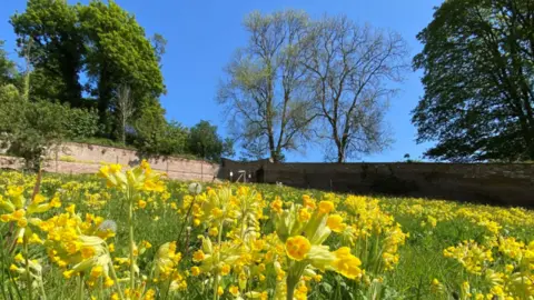 Quantock Hills National Landscape Team Bright yellow cowslips are in the foreground, stretching out across a lawn in a walled garden. There are several mature trees in the background and a clear blue sky.