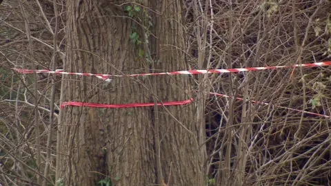 A tree with a red ribbon around it