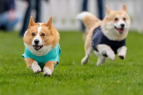 PA Media Two corgis running towards the camera on a green - both have their mouths hanging open