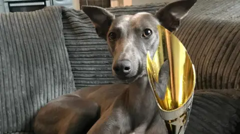 Shaun Reynolds A grey whippet lying on a grey sofa and looking straight at the camera with her ears pointing upwards. There's a gold trophy next to her.