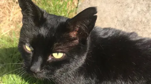 Hayley Lant A black cat looks up toward the camera on a sunny day, outside on a patio with some grass. 