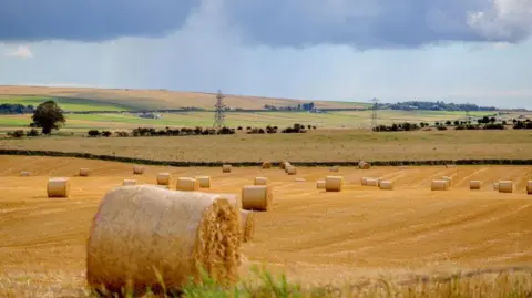 Hay bales in fields with pylons and trees and fields in the distance.
