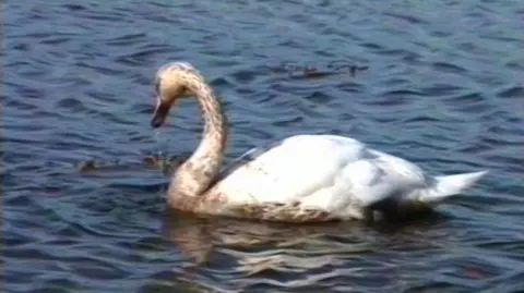 A swan swims on the water covered in a black substance, suspected to be oil