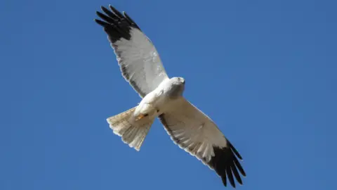 RSPB Dynamo's wings are outstretched as he is mid-flight through a blue sky. He has white and black feathers.