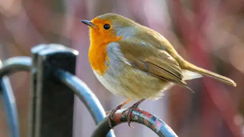 Getty Images A robin perched on a metal fence