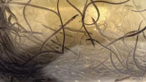 Tees Rivers Trust A group of eels are in a murky tank as they are monitored by the Tees Rivers Trust. They are very small and thin with what appears to be shiny stripes.