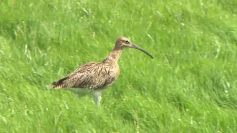 BBC Curlew