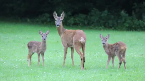 Peter Isaacs Three deer stand in a grassy field, with an adult in the centre and two younger deer on either side. All three are facing towards the camera, with a line of trees in the background.