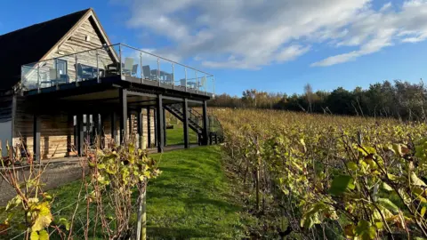 Vines in the field surrounding the tasting room