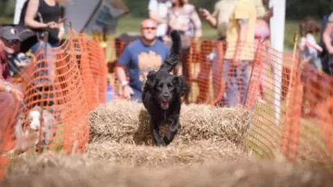 Ellingham Show Ellingham Show