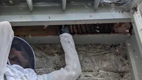 BBC A man in a bee-keeping suit is removing honey comb pieces from a hive in the boxing in of a conservatory.