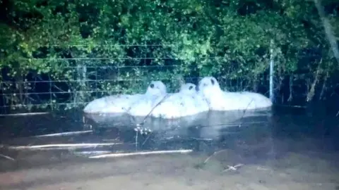 Neil MacLeod Sheep in flooding