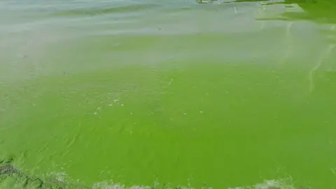 Lough Neagh at Antrim looking green