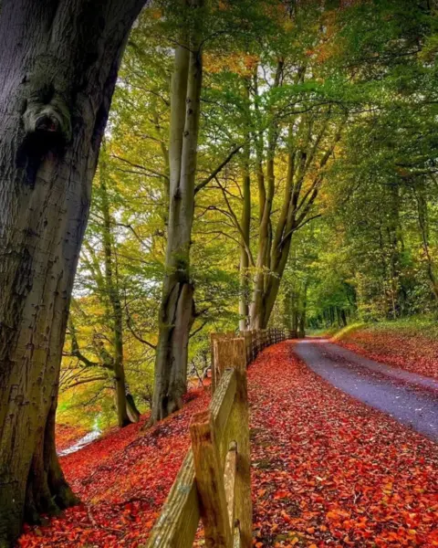 Sharon Bothamley A single lane road flanked by mature trees, leaves in shades of red and orange have fallen beneath the trees and carpet the ground.