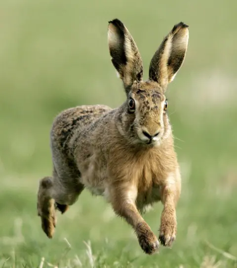 Press Association A hare