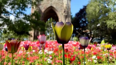 St Richard's Hospice A yellow and purple tulip surrounded by other tulips with a gothic-styled building behind them in the background. 