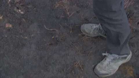The wildfire has left a crunchy mess under foot