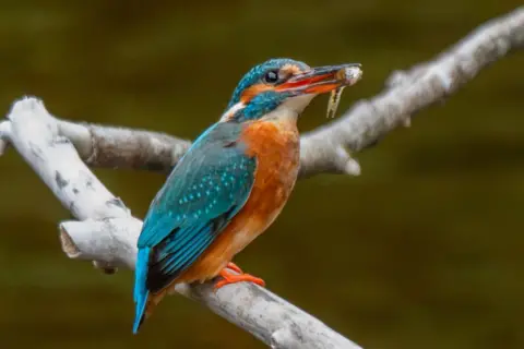 Michaela Murray A bright turquoise and orange kingfisher is perched on a twig that zig zags across the frame. The bird has a small fish in its beak.