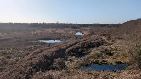 Brown flat peatland with small puddles and pools of brackish water.