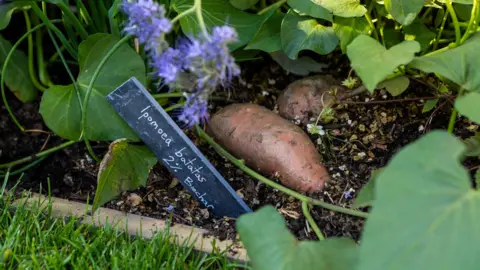 Gates Archive/Emma Jacobs Two sweet potatoes in a flower bed surrounded by the green leaves of plants.