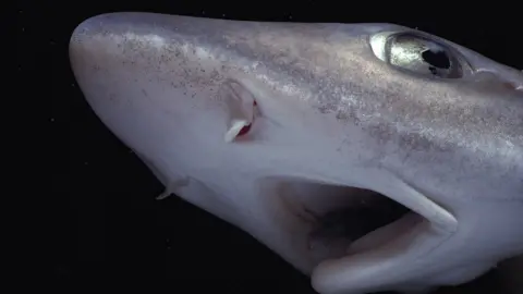 Jeff Rotman/SCIENCE PHOTO LIBRARY Smooth hound