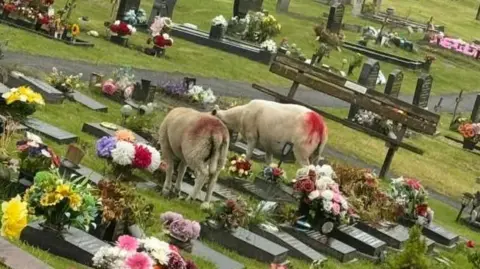 Two sheep grazing among graves adorned with flowers.