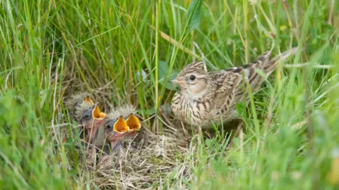 Getty Images A small brown bird looks at its open-mouthed young in tall green grass.