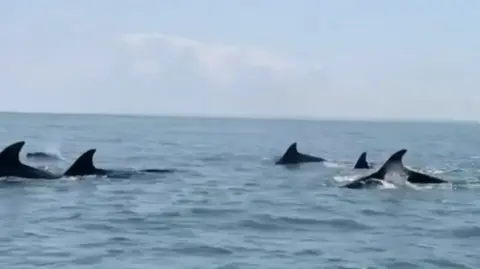 BBC Five dolphin fins coming out of the sea 